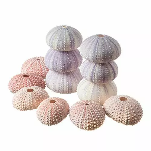 Sea Urchin | 6 Pink & 6 Purple Sea Urchin Shells | Craft & Decor |1 1/2 "-2 1/2"