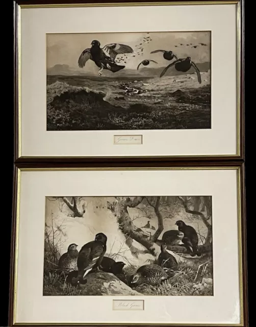 Superb Pair of 19th Century Game Shooting Photogravure’s by Archibald Thorburn