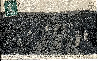 (S-24646) FRANCE - 37 - VOUVRAY CPA      N.D.  ed.