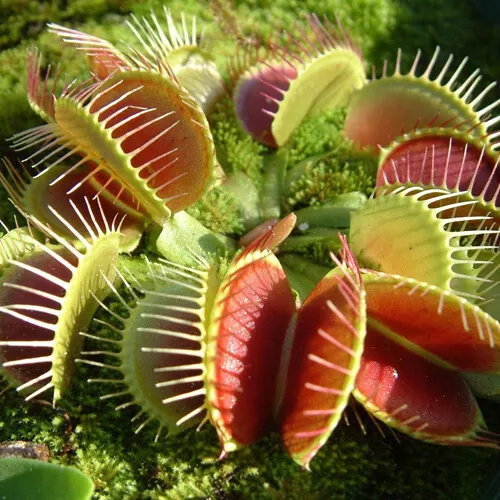 1 X Venus Fly Trap Dionaea Muscipula Carnivorous Healthy Indoor Plant In Pot