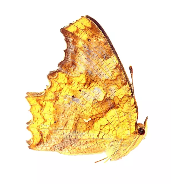 LEPIDOPTERA, NYMPHALIDAE, NYMPHALINAE, POLYGONIA C-AUREUM from CHINA