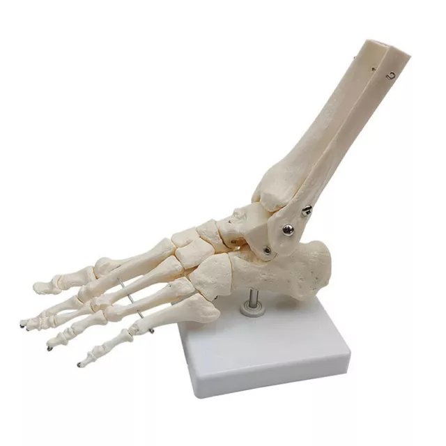 Left Foot Bone Joint Foot and Ankle Functional Anatomical Skeleton Model Medical