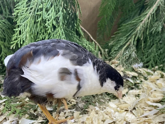 24 MIXED COLOUR Chinese Painted Quail Hatching Eggs. CPQ, Button Quail