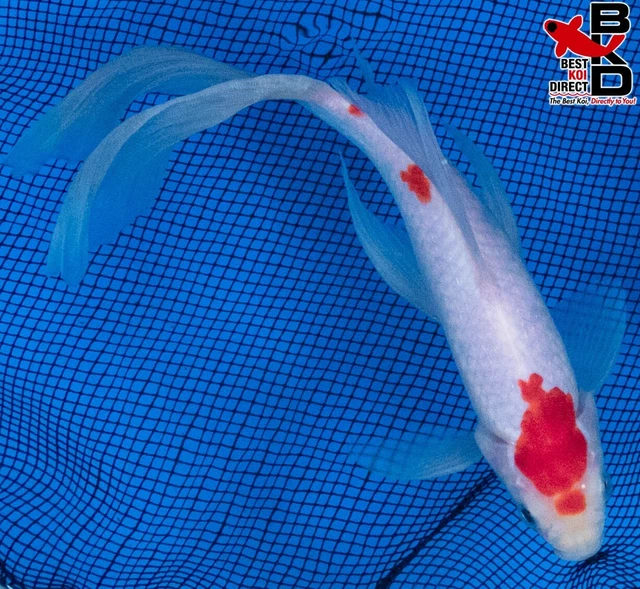 10" SARASA COMET GOLDFISH Live Koi Fish Garden Pond Fin BKD G1