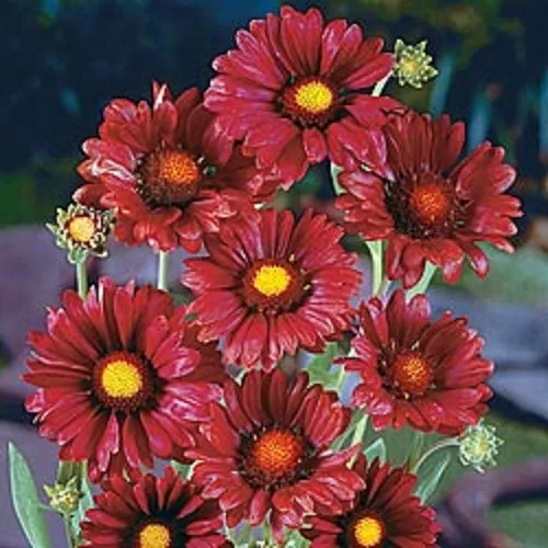 30+ Burgandy Silk  Gaillardia Flower Seeds /  Perennial