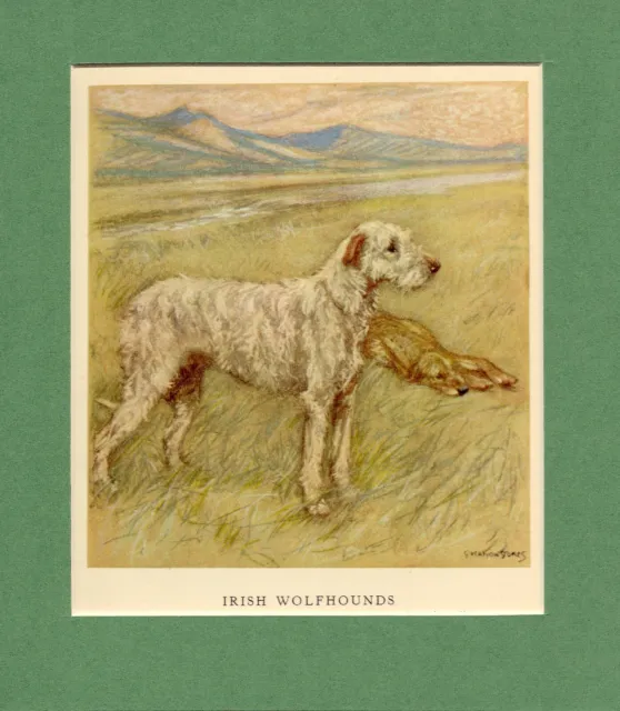 ~ Irish Wolfhounds ~ Vernon Stokes Colour Print Genuine Vintage 1947