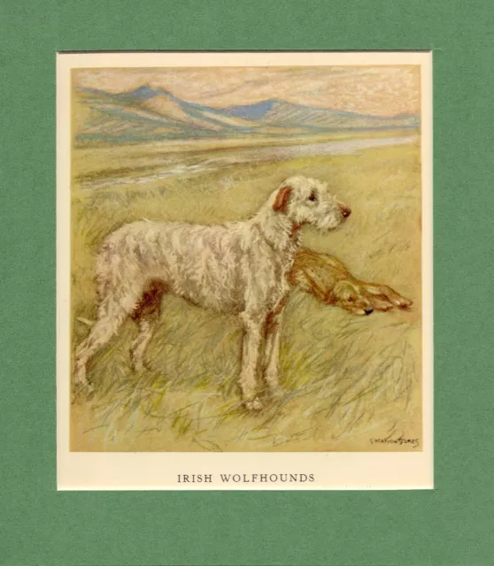 ~ Irish Wolfhounds ~ Vernon Stokes Colour Print Genuine Vintage 1947