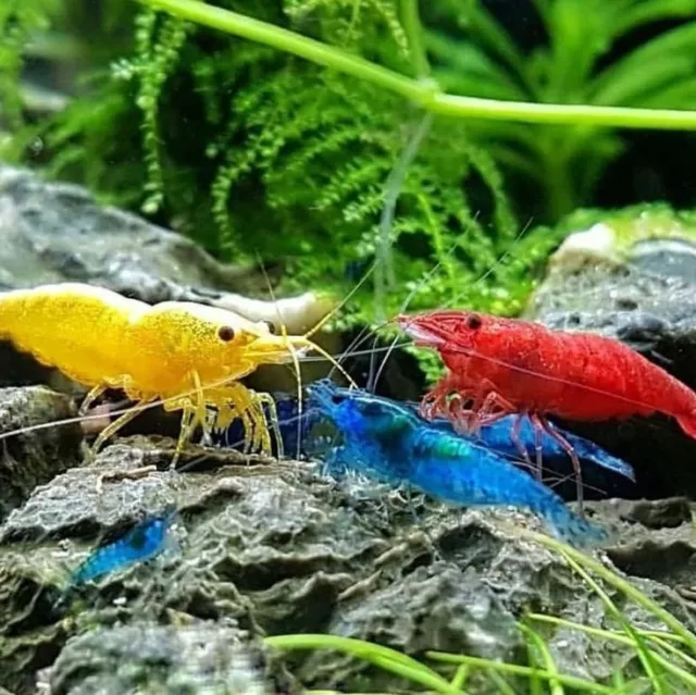 🔥 Mix Shrimp | Blue | Red | Yellow | Black | Fresh Water Algae Live Fish Shrimp