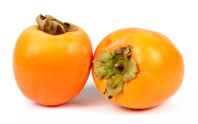 Persimmon, Diospyros kaki, astringent variety, 10 seeds