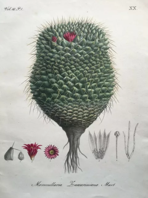 1829 Antique Hand Colored Stipple Engraving Cactus Mammallaria Luccariniana