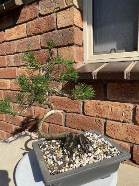 Japanese Black Pine Bonsai