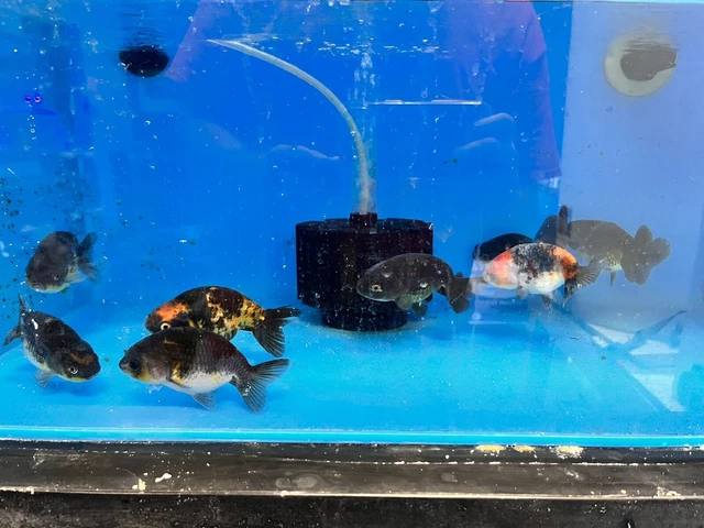 Marble Ranchu Goldfish (3-4")