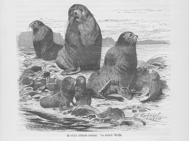 Seebär Callorhinus ursinus Holzstich von 1891 Robben Ohrenrobben Kuhnert