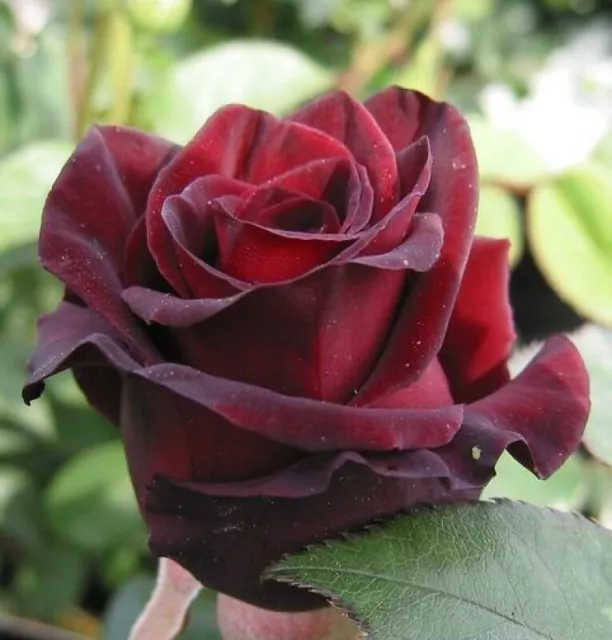 Edelrose Black Baccara ®  Meidebenne ®  Meilland, 2000