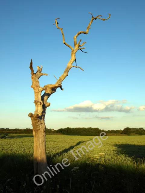 Photo 6x4 Lightning Tree in the Evening Sun Burton Pidsea  c2011