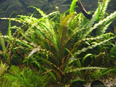 CRYPTOCORYNE SPIRALIS 1 PLANT -Freshwater Aquatic Live Plants