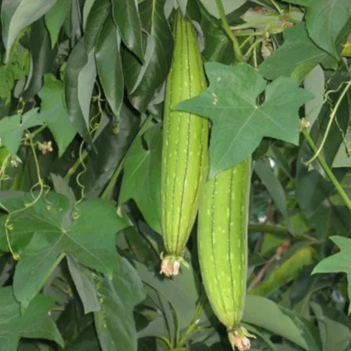 Graines / Seeds: Luffa cylindrica / Courge / Eponge Végétale (10)