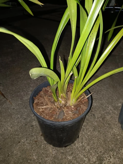 CYMBIDIUM ORCHID WILD Colonial Boy x Golden Elf Unflowered Seedling