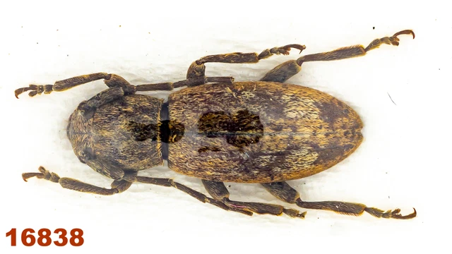 Cerambycidae: Lamiinae sp.   A2, 9,5 mm, 1 pc