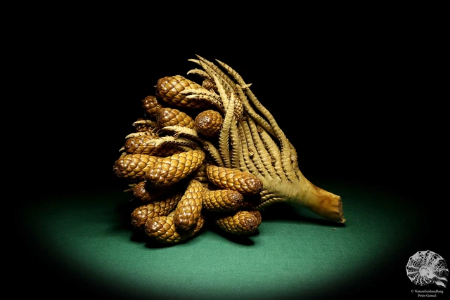 Raphia farinifera tropical centroáfrica palmera reciente frutos secos especie