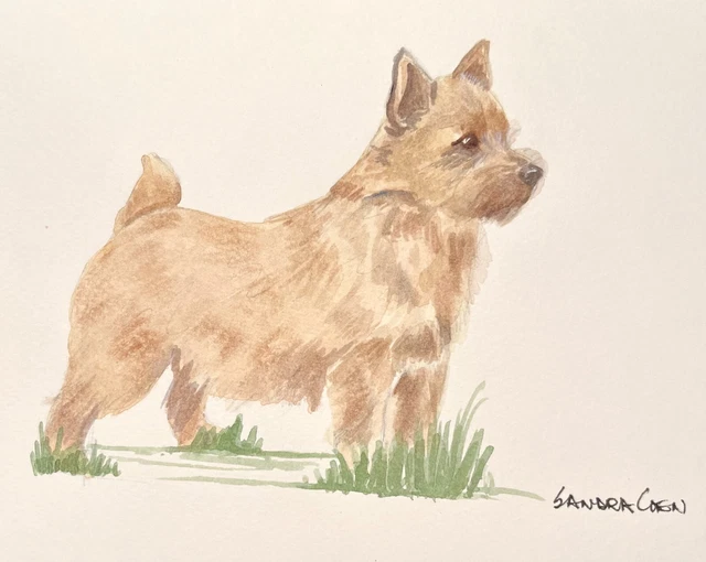 Norwich Terrier  Standing  Original Watercolor by Sandra Coen