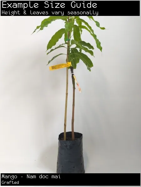 Mango - Nam doc mai (Mangifera indica) Fruit Tree Plant (Grafted)