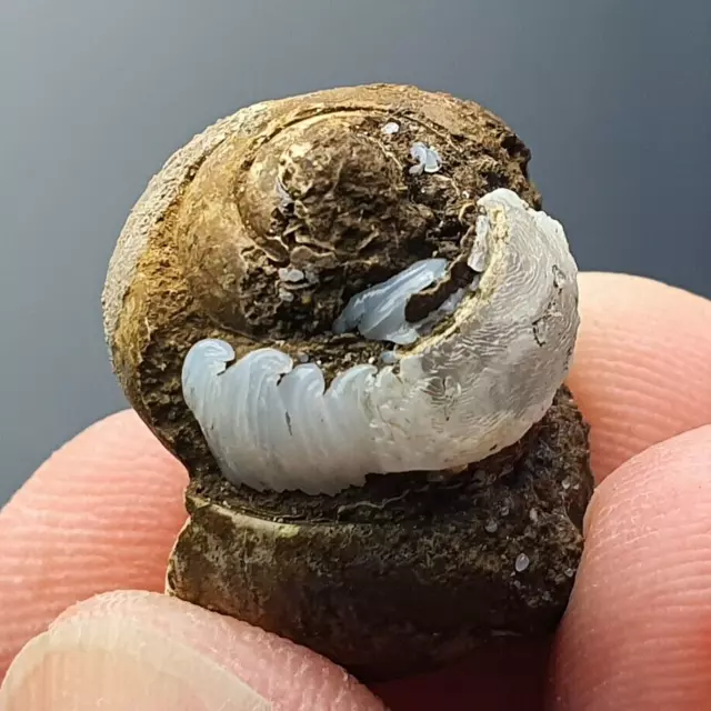 ★☆ HELIX RAMONDI EN LUSSATITE de Dallet, Puy-de-Dôme, France - 2,2 cm ☆★