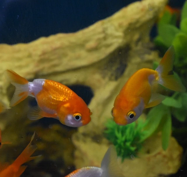 Live Ranchu Fancy Goldfish (2" Freshwater Aquarium Fish)  *PLS READ DESCR* 3