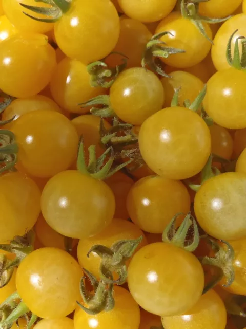 Graines de tomate groseille Petit Moineau Jaune