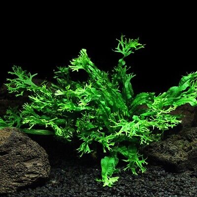 Java Fern Windelov BUY 2 GET 1 FREE Aquarium Plants Bright Green