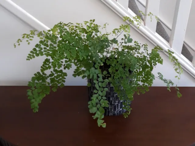 Maidenhair Fern Semi-Bare Rooted - Dug Out Fresh To Order-  Ready To Plant