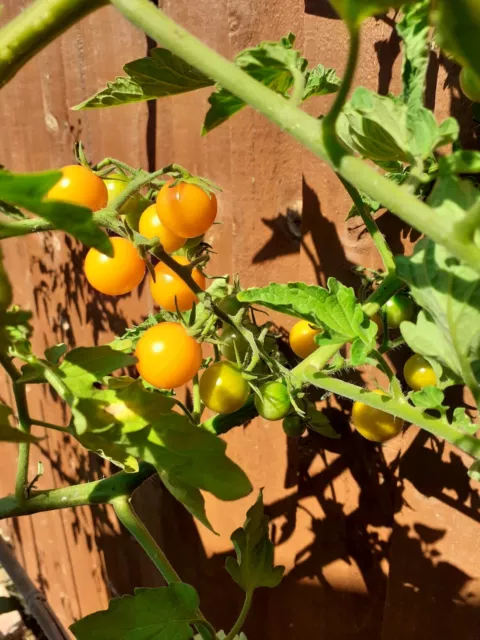 Cherry Tomato Sungold - high yields superb flavour high sugar content - 5 Seeds