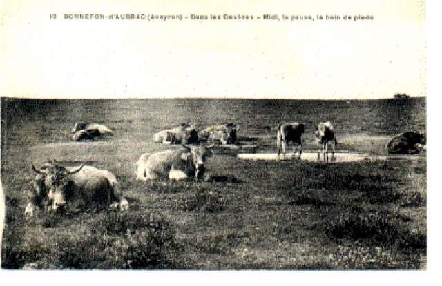 (S-85529) France - 12 - Bonnefon D Aubrac Cpa