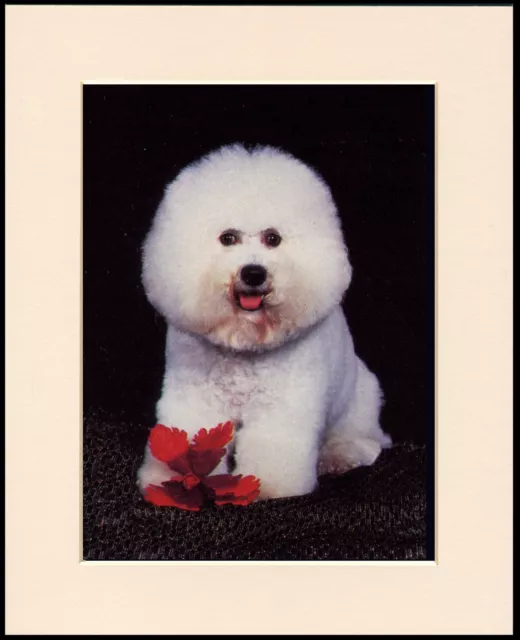 Bichon Frise Little Dog With A Flower Lovely Print Mounted Ready To Frame