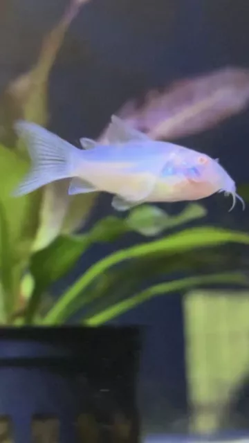 Albino Cory  (PACK OF 6)- Albino Corydora Catfish - Live Fish (0.25-0.5 “6PCS)