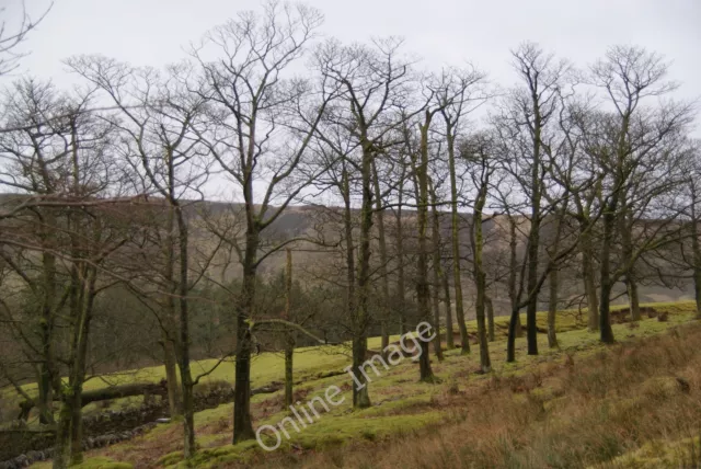 Photo 12x8 A stand of trees Flax Moss These are a little way above Calf He c2009