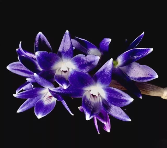 Orchid Species Dendrobium victoriae-reginae Bloom Size