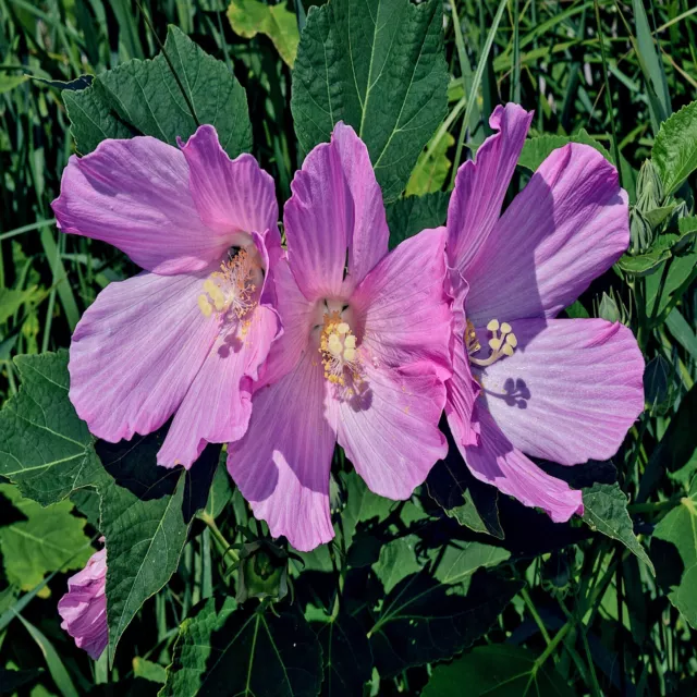 20 Pink Swamp Mallow Rose Seeds  "LARGE FLOWER" Hardy Hibiscus Fast Garden Plant