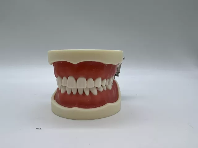 Dental Typodont Type Removable Teeth (KH_B89)