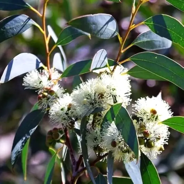 Huile Essentielle Eucalyptus Globulus 10ml pure naturelle 2