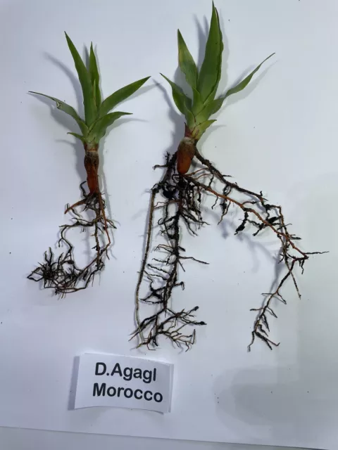 Dracaena Ajgal Dragons Blood tree 2 seedlings ONE year old RARE bbb