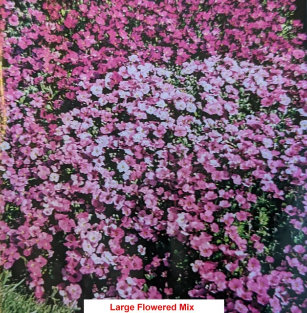 SEED- Aubretia Seeds Large Flowered Perennial Mix- Perfect for Rockery Alpines