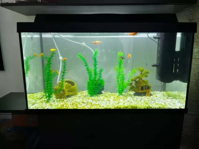 aquarium fish tank used