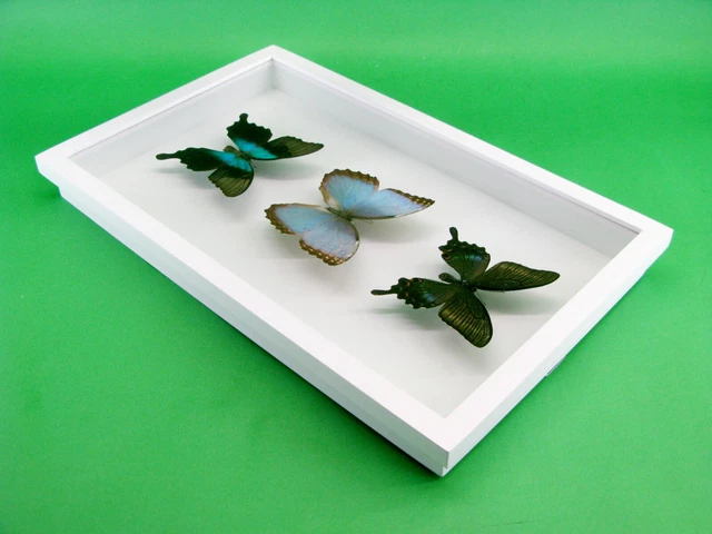 3 real beautiful and huge butterflies in the XXl showcase - single piece - 28 12