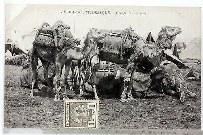 Groupe De Camels Casablanca Morocco CPA Postcard MA516