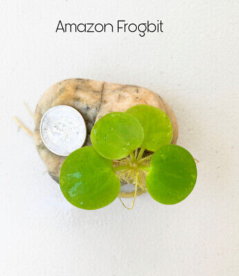 Floating Plants Combo Pack(Red Root, Water Lettuce, Amazon Frogbit, Water Sponge 3