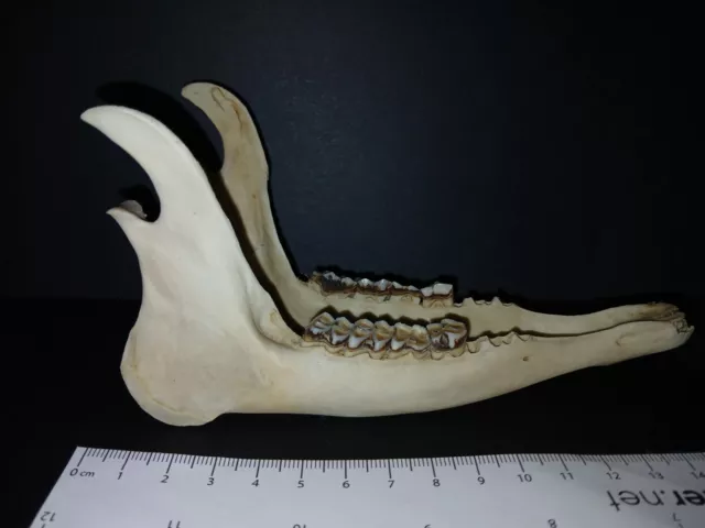 Genuine English roe deer (Capreolus capreolus) real skull bone lower jaw