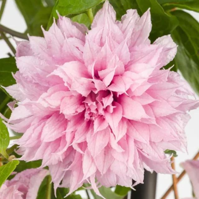 Clematis 'Multi Pink' | Hardy Deciduous Climbing Outdoor Garden Plant in 9cm Pot