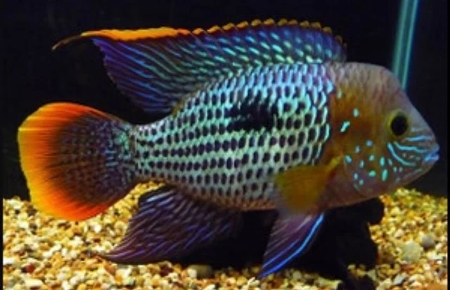 (1) GREEN TERROR CICHLID Live Fish 2"+