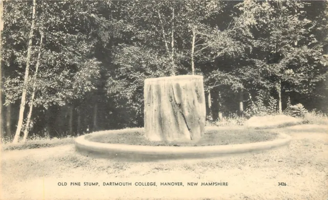 Hanover New Hampshire~Dartmouth College~Old Pine Stump~1910 B&W Postcard